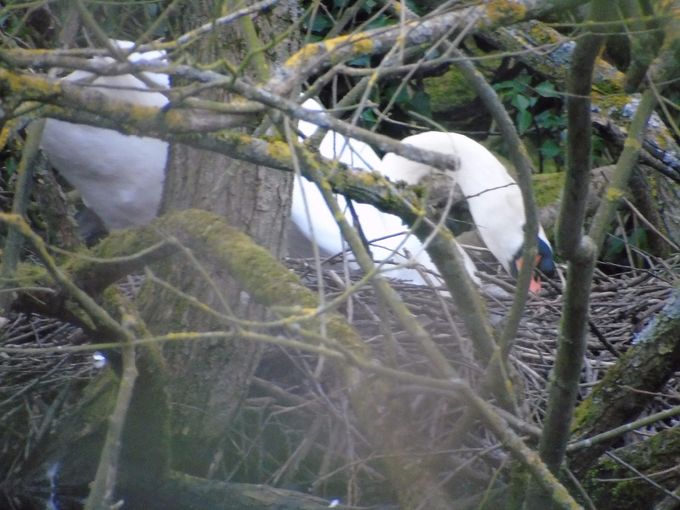 Swans and waterfowl are now starting to nest on the Reserve - please keep dogs on leads by the waterside. Thank you.